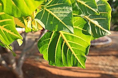 Certain Affinity正在开发的新作名为《Loro》